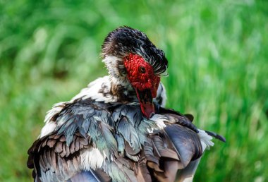güzel misk ördeği