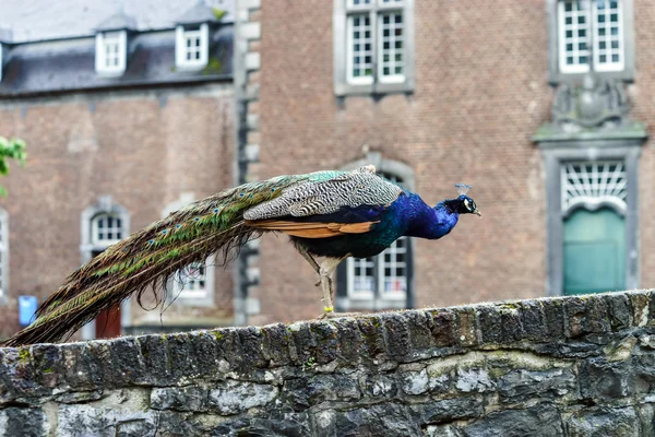 Krásné barevné paví ptačí — Stock fotografie