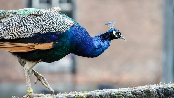 Prachtige kleurrijke peacock vogel — Stockfoto