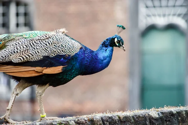 Prachtige kleurrijke peacock vogel — Stockfoto