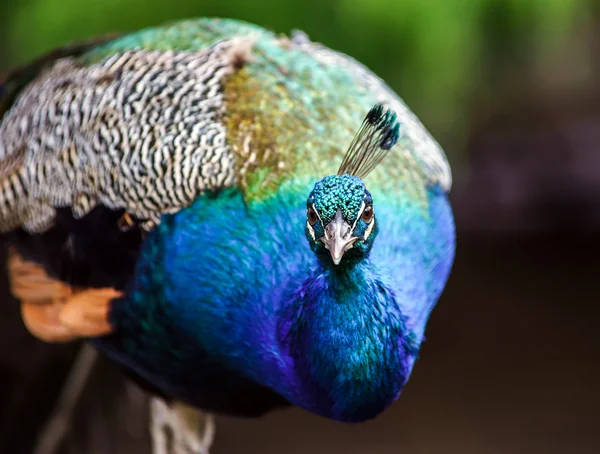 Güzel renkli tavus kuşu — Stok fotoğraf