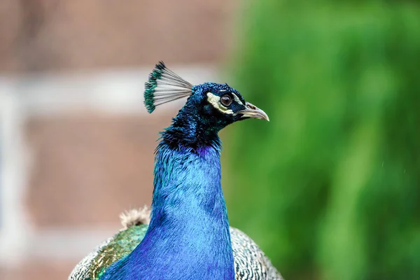Piękny kolorowy paw ptak — Zdjęcie stockowe