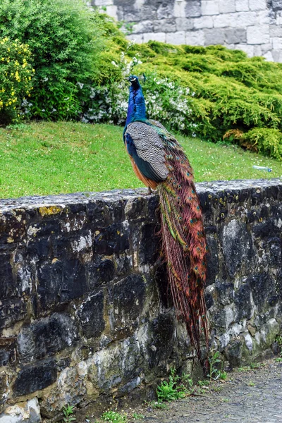 Schöner bunter Pfau-Vogel — Stockfoto