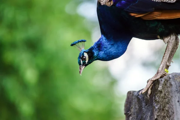 Prachtige kleurrijke peacock vogel — Stockfoto