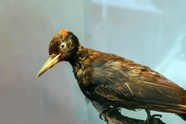 Stuffed wild bird head — Stock Photo, Image