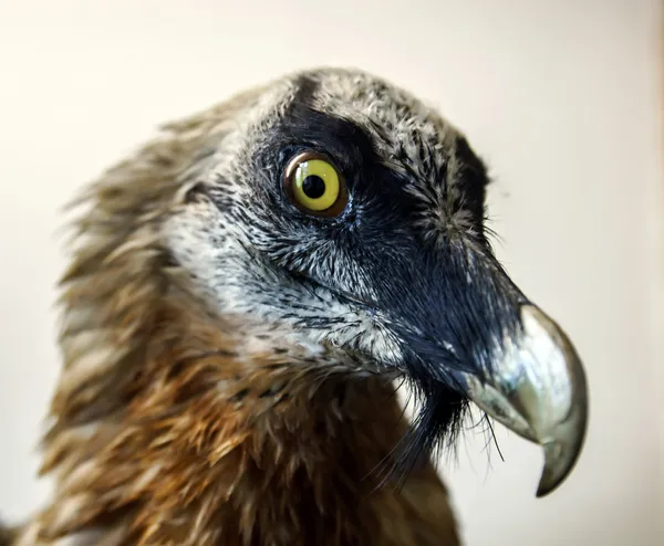 ぬいぐるみの野生の鳥の頭 — ストック写真