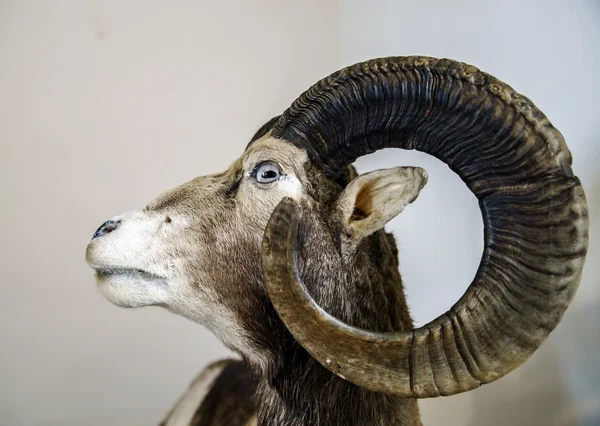 毛绒玩具的野生山羊头 — 图库照片