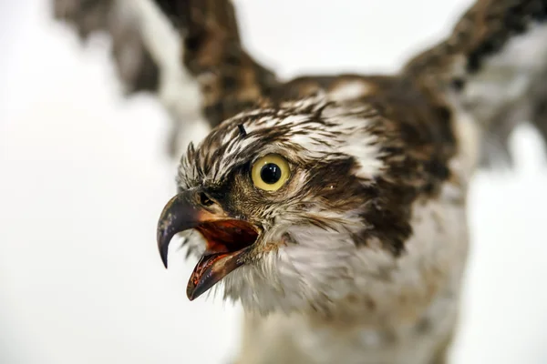 Gevulde wilde vogels hoofd — Stockfoto