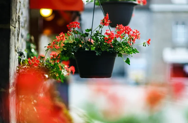 Flower pots hanging at cafe entrance — Stock Photo, Image