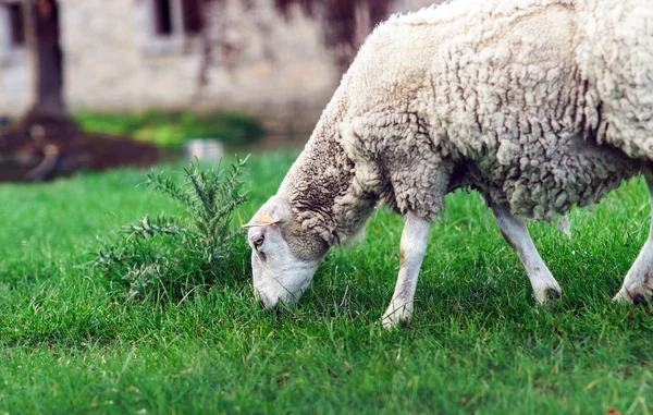 Gårdens djur. depasturing fåren. — Stockfoto