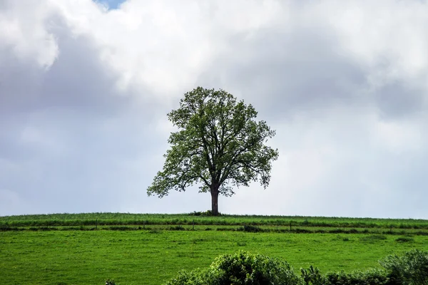 Single tree on a hill — Stock Photo, Image