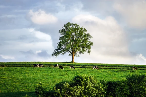 Árvore única em uma colina — Fotografia de Stock