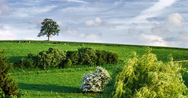 Un solo árbol en una colina —  Fotos de Stock