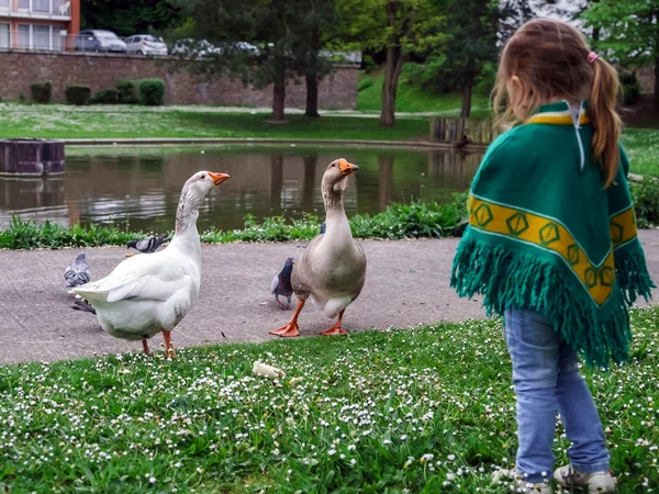 Niedliches kleines Mädchen und Gänse — Stockfoto