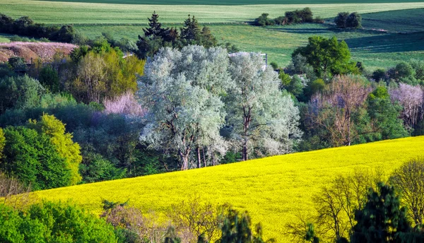 Colorful rural landscape with yellow bittercress fields — Stock Photo, Image