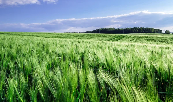 Brood-maïsveld over de zon — Stockfoto