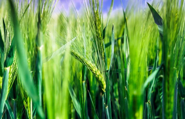 Campo de pan-maíz sobre el sol — Foto de Stock