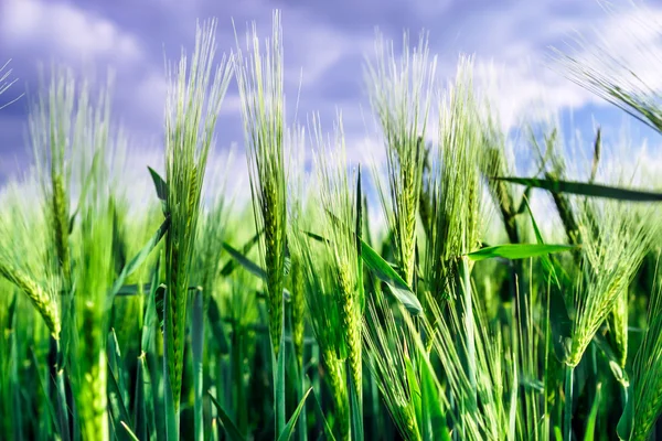 Campo di grano del pane sopra il sole — Foto Stock