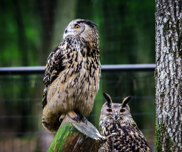 Vacker Uggla i en skog — Stockfoto