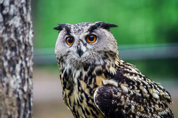 Beautiful owl in a forest — Stock Photo, Image