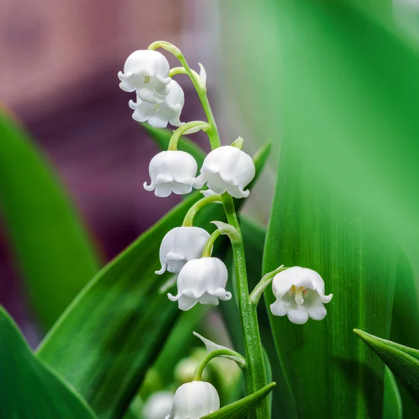 Belle muguet au soleil — Photo