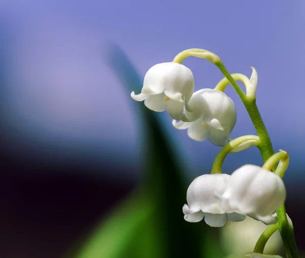 Belle muguet au soleil — Photo