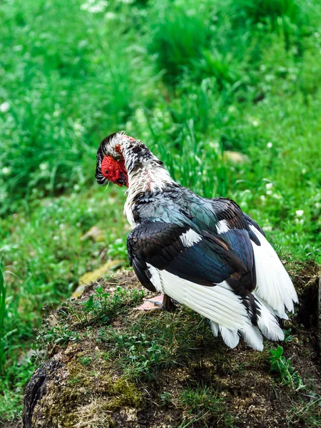 Mooie Barbarijse eenden — Stockfoto