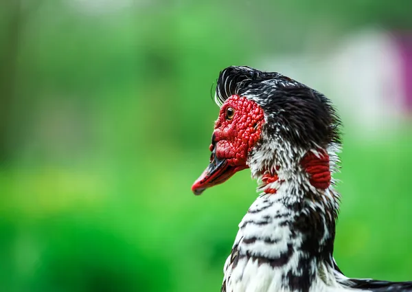 Piękne kaczka piżmowa — Zdjęcie stockowe