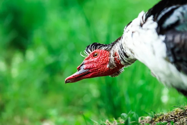 Güzel misk ördeği — Stok fotoğraf