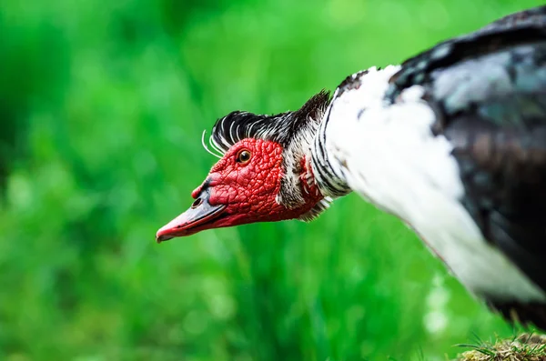 Hermoso pato moscovy — Foto de Stock