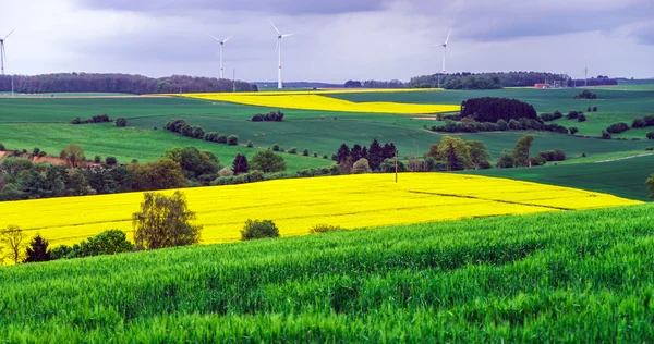 Colorful field landscape — Stock Photo, Image