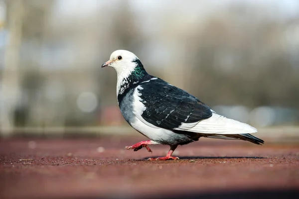 Piccione bicolore che cammina in un parco — Foto Stock