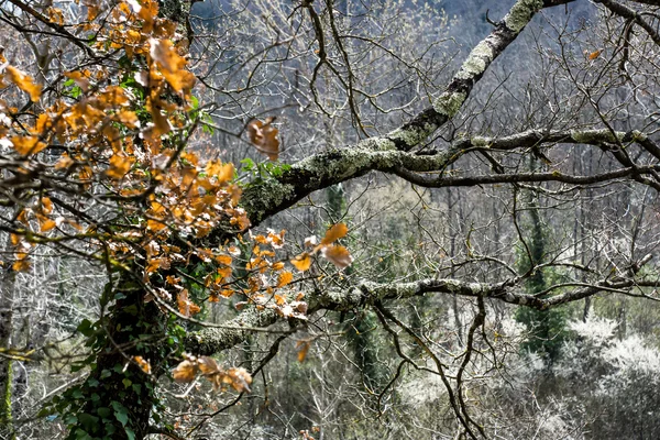 Ασημί δέντρο στο φθινοπωρινό δάσος — Φωτογραφία Αρχείου