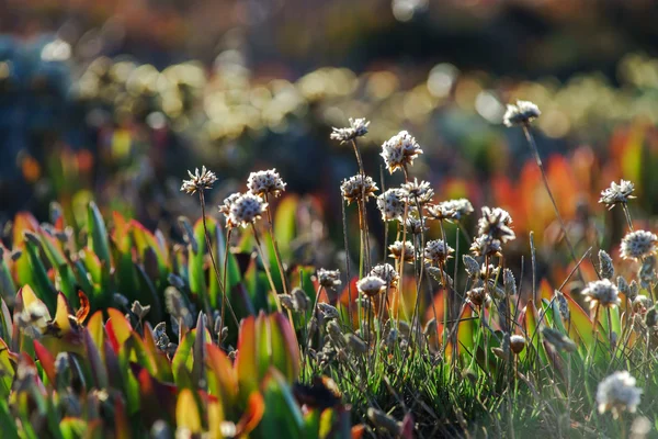 Gebied van prachtige wilde bloemen — Stockfoto