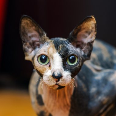 Arka Sfenks kedi portre