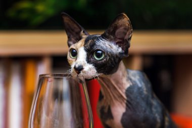 şarap çalışırken Sfenks kedisi