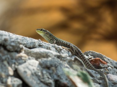 büyük Avrupa yeşil kertenkele 