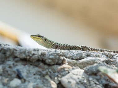 büyük Avrupa yeşil kertenkele 