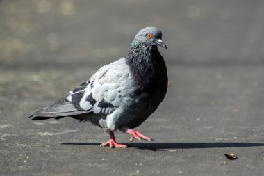 Güneşli yolu üzerinde gri güvercin