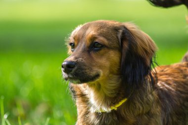 Yeşil çimenlerin üzerinde genç kahverengi köpek