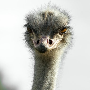 Head of ostrich in zoo clipart