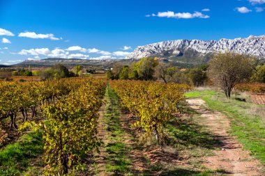 provence renkli grapevine alanları.