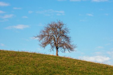 Bir tepe üzerinde tek sonbahar ağaç