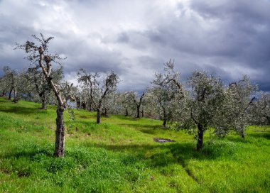 yeşil alan üzerinde fırtınalı gökyüzü