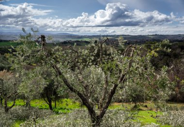 yeşil alan üzerinde fırtınalı gökyüzü