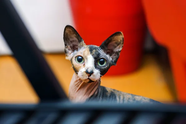 Arka Sfenks kedi portre — Stok fotoğraf