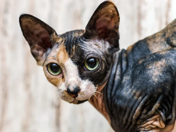 Retrato de gato esfinge traseiro — Fotografia de Stock