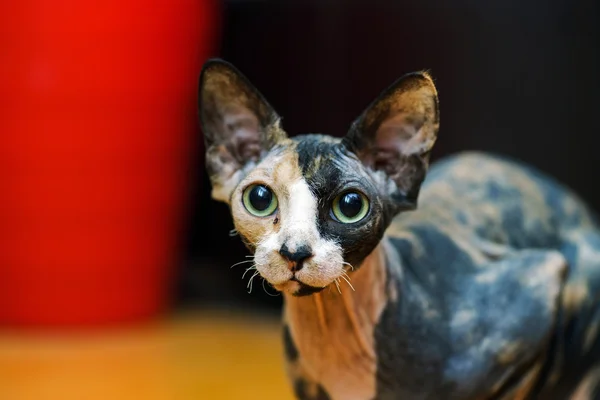 Retrato de gato esfinge traseiro — Fotografia de Stock