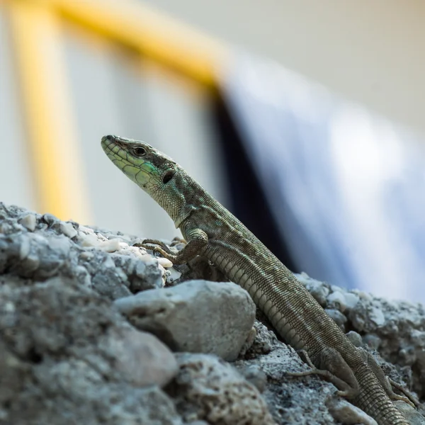 A huge european green lizard — Stock Photo, Image