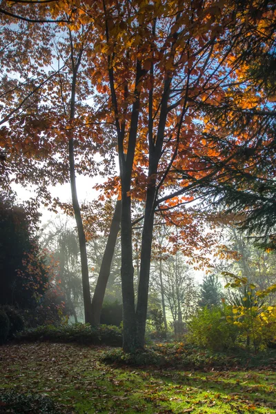 Nebel bei Sonnenaufgang im herbstlichen Garten — Stockfoto